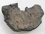 Planohybodus grossiconus cartilage Fossile du jurassique Boulonnais